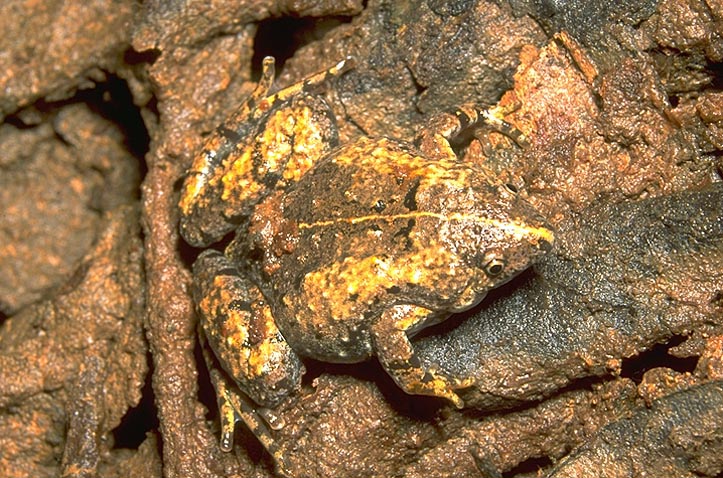 Narrow headed frog