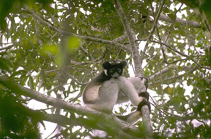 Indri Lemur