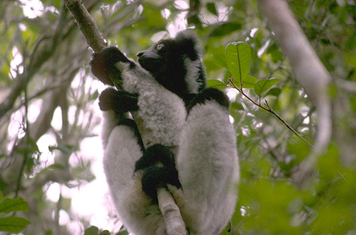 Indri Lemur