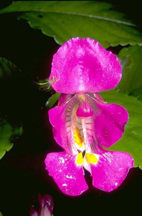 <I>Impatiens</I> with spider