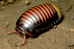 Orange pill millipede