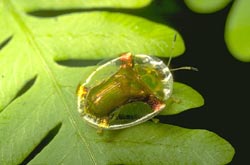 Gold tortoise beetle