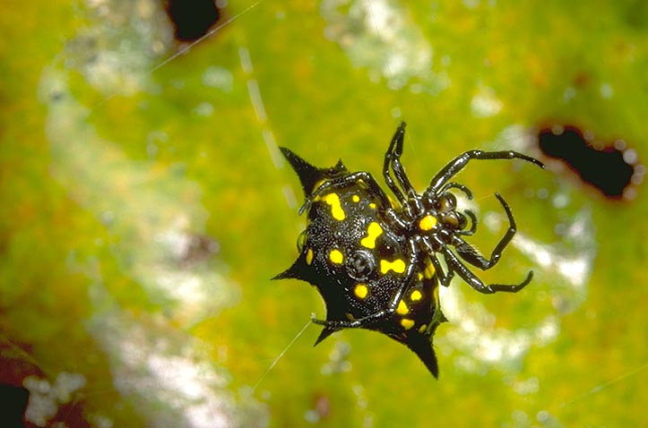 Black and yellow spider