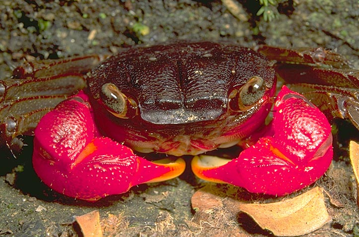 Red clawed crab