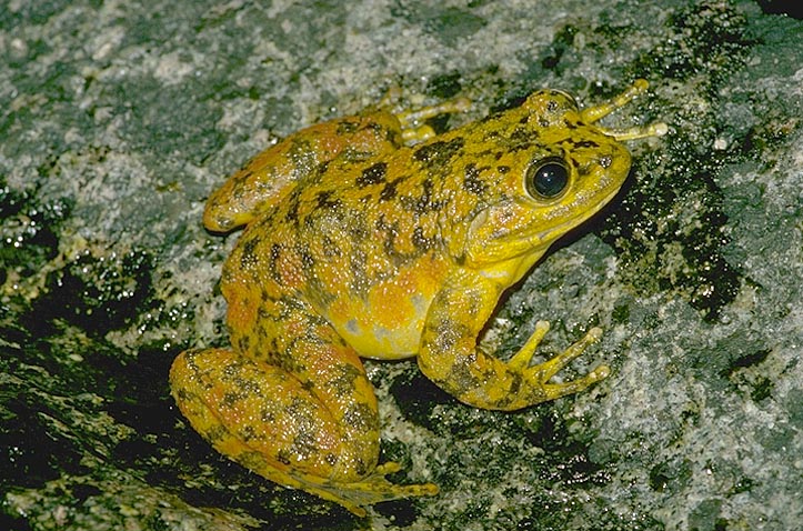 Large red and black frog