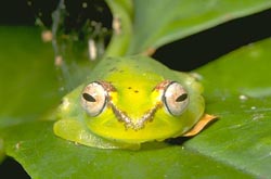 Green Treefrog