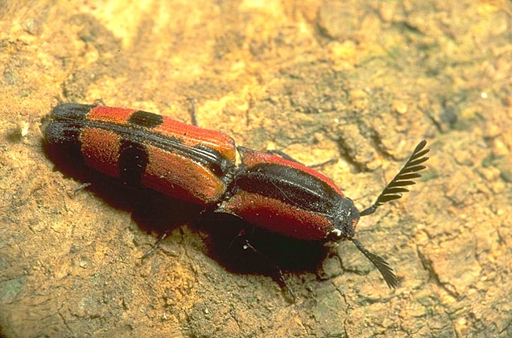 Red and black click beetle