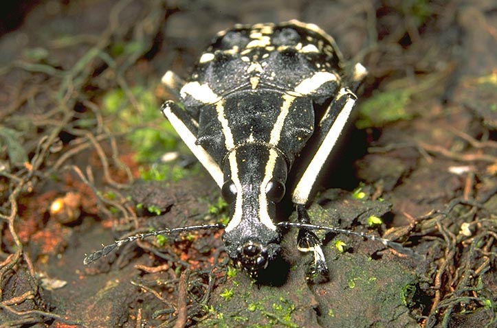 Fungus Weevil