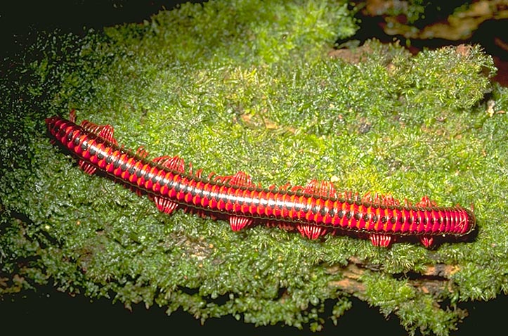 Red millipede