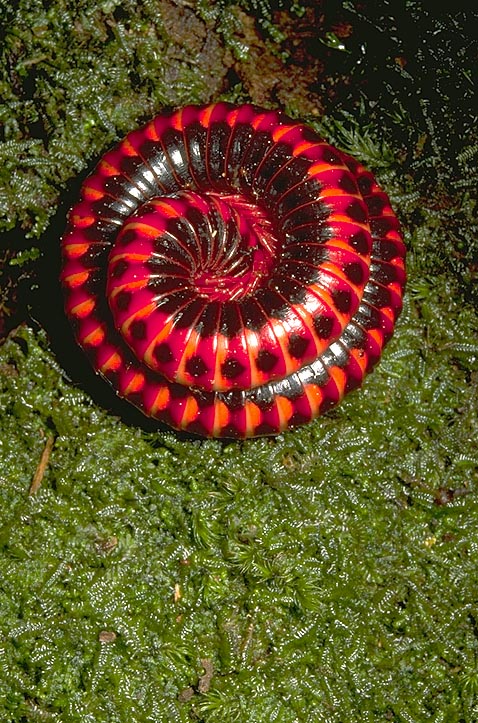 Spiral millipede