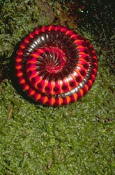Spiral millipede