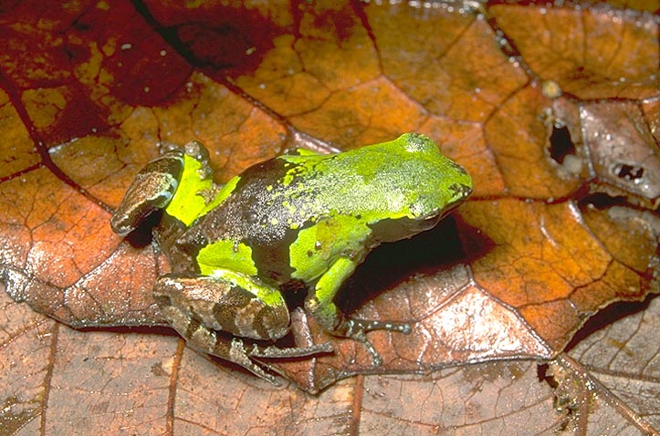 Green and black frog