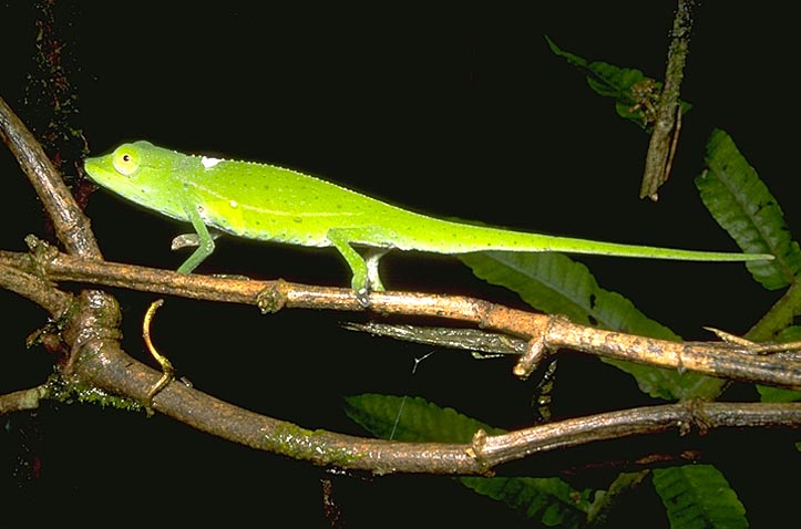 Green chameleon