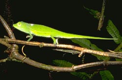 Green chameleon