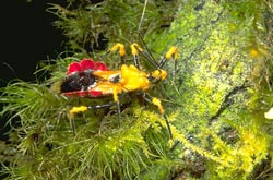 Assassin bug