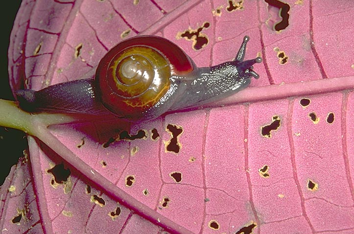 Snail on <I>Gravesia</I> leaf