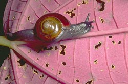 Snail on <I>Gravesia</I> leaf