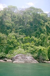 Nosy Mangabe shoreline