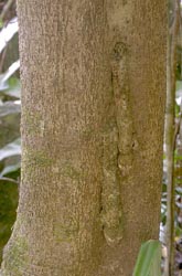 Two <I>Uroplatus</I> geckoes