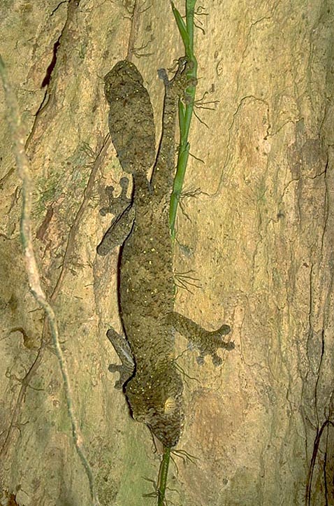 Non-cryptic <I>Uroplatus</I>