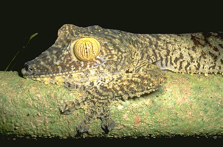 <I>Uroplatu</I>s gecko