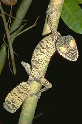 <I>Uroplatus</I> on a small branch