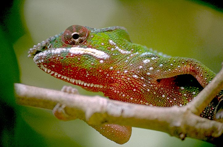 Red and green chameleon