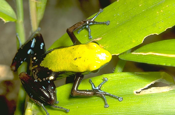 Yellow frog