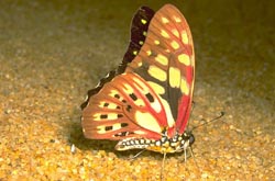 Tailless swallowtail butterfly,