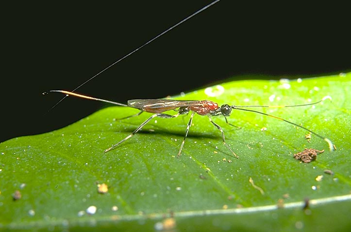 Parasitic wasp