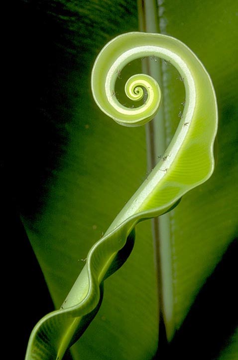 Spiral fern