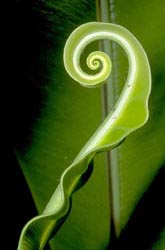 Spiral fern