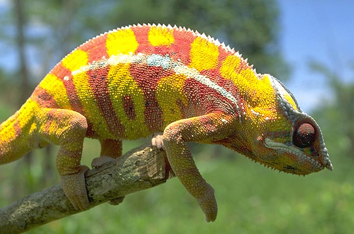 Yellow and red chameleon