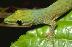 Coppery day gecko