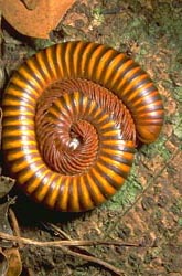 Two-tone brown millipede