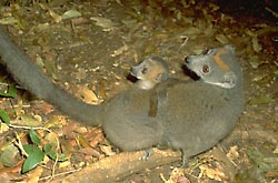 Female Crowned Lemur and baby