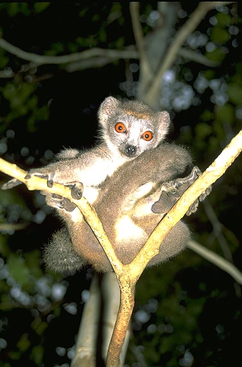 Crowned Lemur in a tree