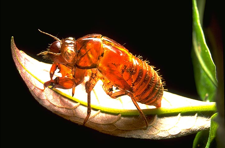 cicada madagascar