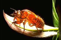 Cicada nymphal shell