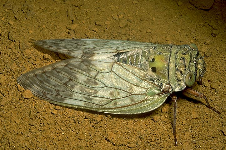 Large cicada