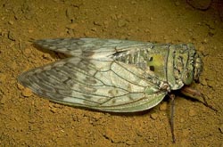 Large cicada