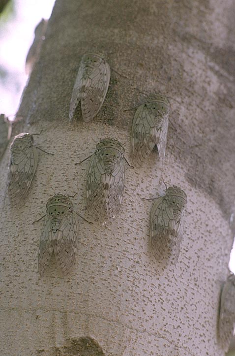 Many noisy cicadas