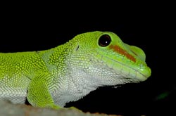 Large Day Gecko