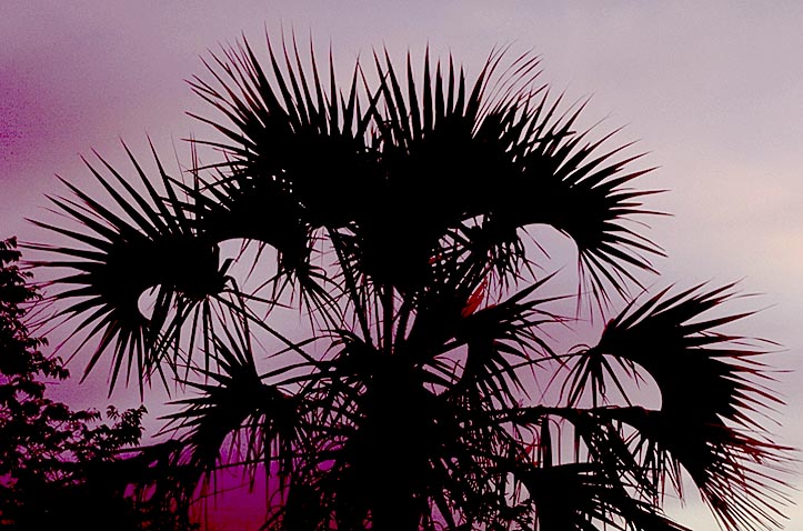 Palm at sunset