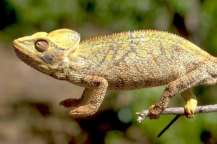 Brown chameleon