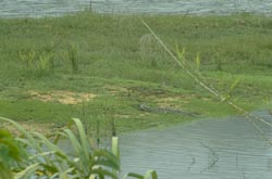 Crocodile at Lake Ampijoroabe