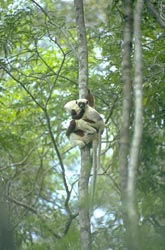 Coquerel's Sifaka mother and young