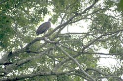 Madagascar Fish Eagle