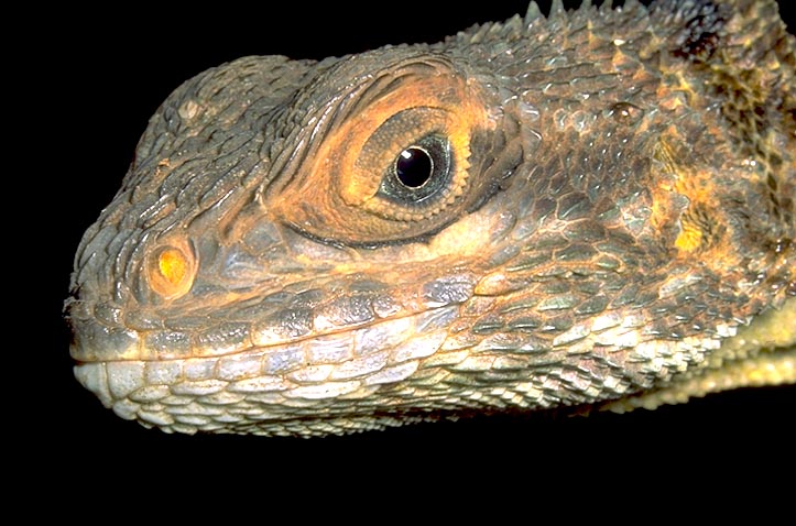 Head of <I>Oplurus cuvieri</I>