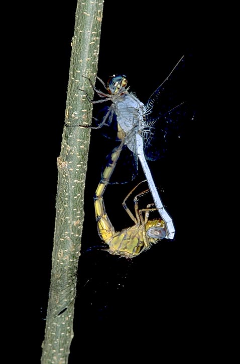 Images+of+dragonflies+mating